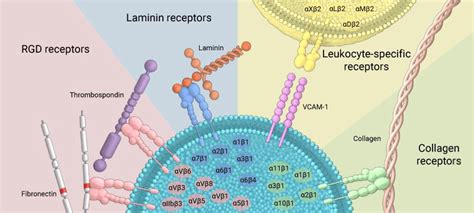 The Sars Cov Spike Domain Rgd And Integrin Binding Effect