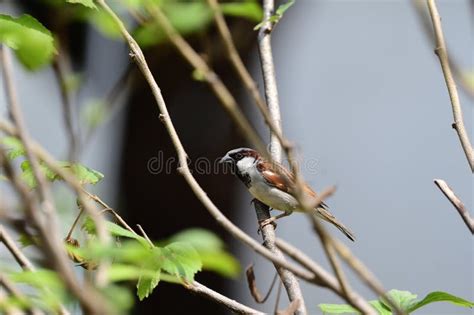 Male House Sparrow stock image. Image of male, black - 274566855