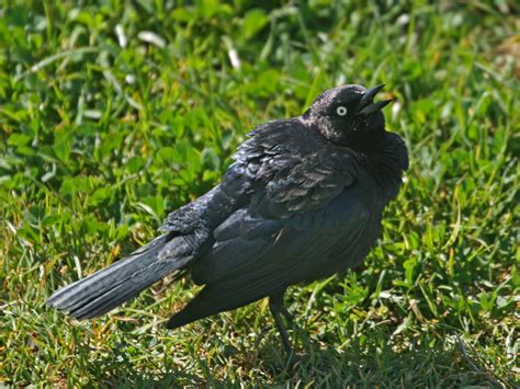 Pictures and information on Brewer's Blackbird