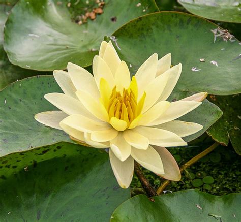 Nymphaea 'Sunrise' Winter Hardy Water Lily