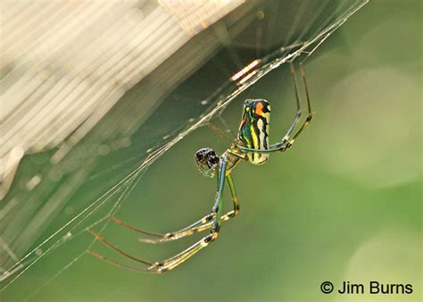 Orchard Orb Weaver