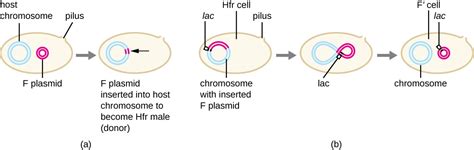 How Asexual Prokaryotes Achieve Genetic Diversity Microbiology