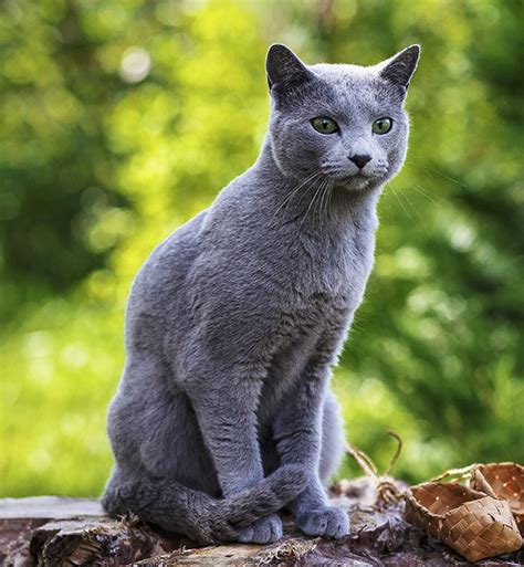 Gato AZUL RUSO o arcángel Todo sobre esta raza de gatos