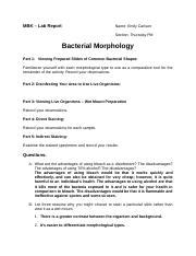 Bacterial Morphology Lab Rtf MBK Lab Report Name Emily Carlson