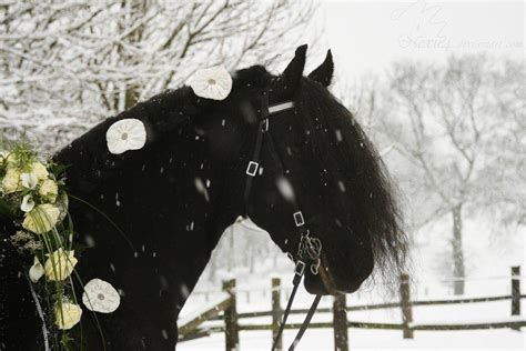 Friesian Horse Wallpapers - Wallpaper Cave