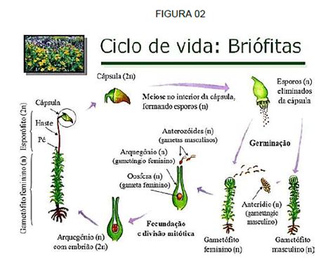 Questões Sobre Briófitas E Pteridófitas Pratique Com O Prisma