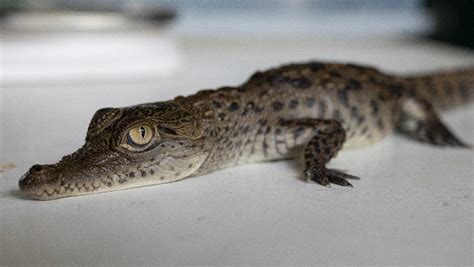 Baby American Crocodiles