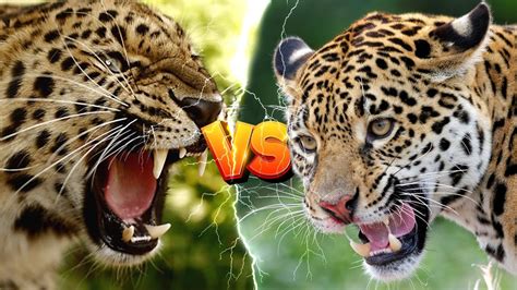 LEOPARDO vs ONÇA PINTADA Quem é mais forte YouTube