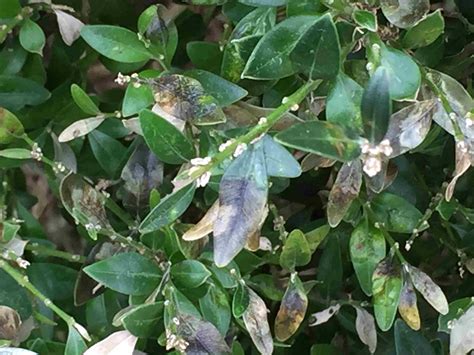 How to manage the ever-spreading boxwood blight