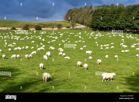 Large Flock Of Sheep Grazing In A Farm Field No People Stock Photo Alamy