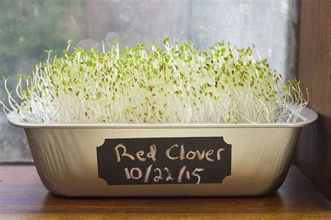 How To Grow Red Clover Sprouts In Just Ten Days Domestic Geek Girl