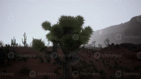 night at Saguaro National Park in Desert of Arizona 17278403 Stock ...