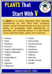 Plants That Start With V Complete List Engdic