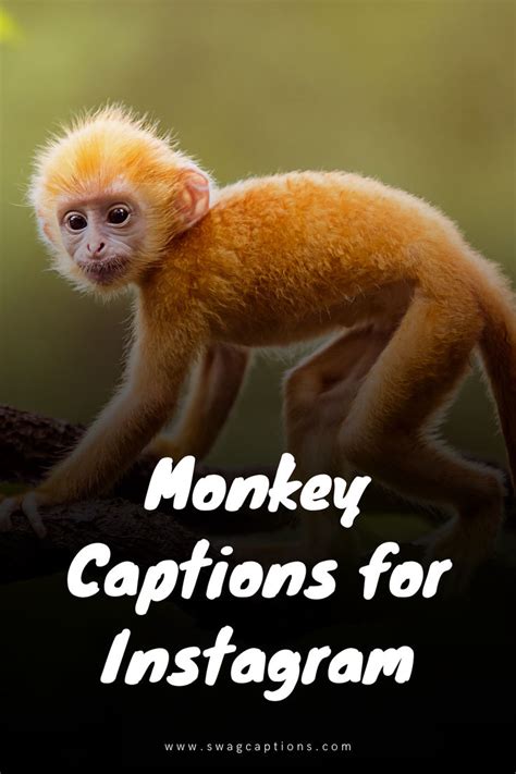 Monkey Captions for Instagram