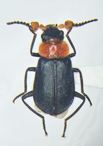 Black Headed Melyrid Collops Tricolor Inaturalist