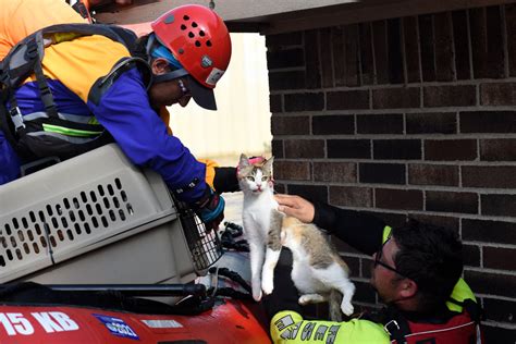 Firefighter Saving Cat