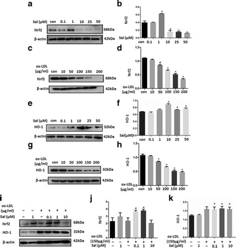 Effect Of Salidroside Pre Treatment On Nrf Ho Pathway A To D