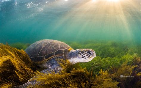 earthdayturtle 1920x1080 1080x1920