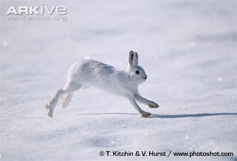 Snow Rabbit Running