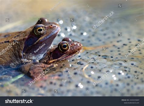 1 407 Frog Sex Images Stock Photos Vectors Shutterstock