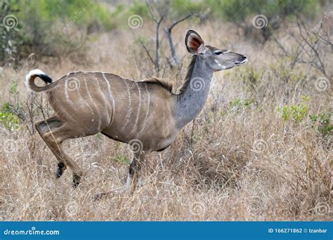 Greater Kudu African Antelope Running In Kruger Park Stock Photo