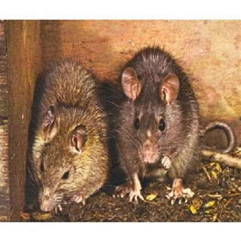 Rodent Control Services Rodent Control Rat Controlling Service