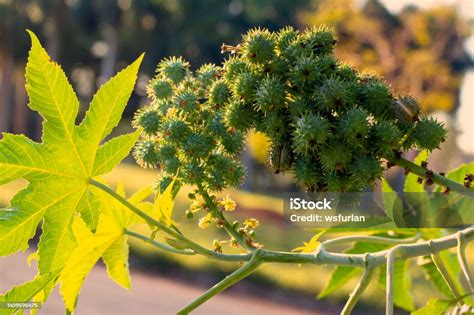 Castor Plantation Stock Photo - Download Image Now - Castor Oil, Plant, Agricultural Field - iStock