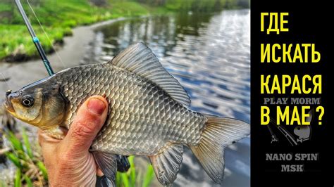 МОРМЫШИНГ - НИМФИНГ . ГДЕ ИСКАТЬ КАРАСЯ В МАЕ? - YouTube