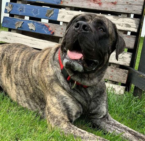 21 Awesome Brindle Dog Breeds To Bring Home K9 Web