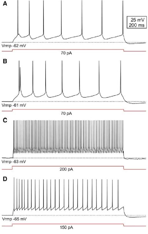 Action Potential Firing Patterns Of Layer Iv Neurons Upon Current