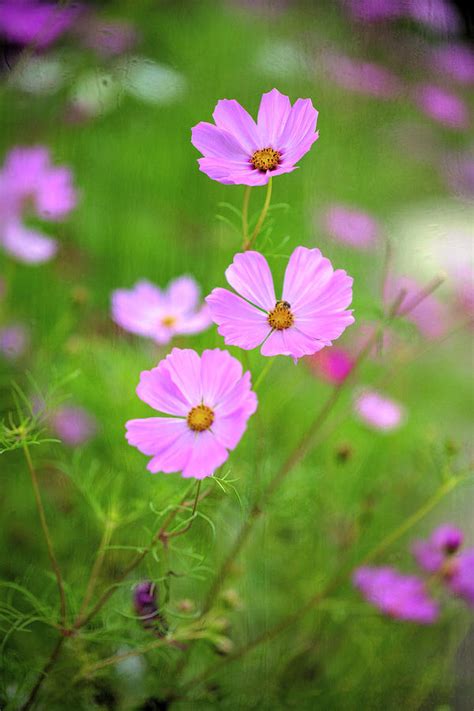 Flowers In The Rain 9 Photograph By Deborah Penland Fine Art America