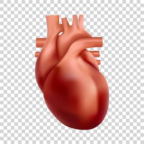 Premium Vector | Human heart illustration d realistic heart anatomy