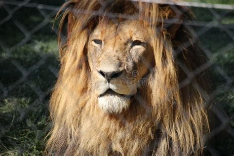 Portrait Of A Beautiful African Lion In The Jukani Wildlife Sanctuary