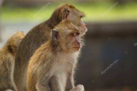 Los Monos Come Cangrejos Macaca Fascicularis Tambi N Conocidos Como