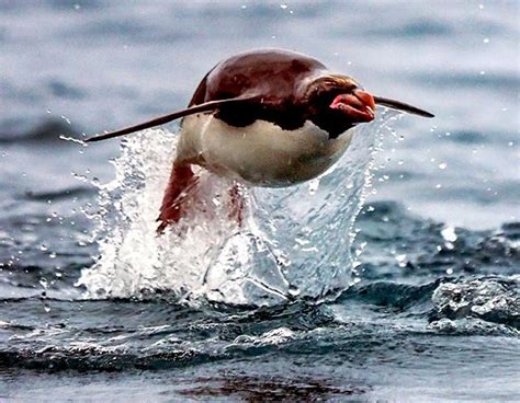 Macaroni Penguin – "OCEAN TREASURES" Memorial Library