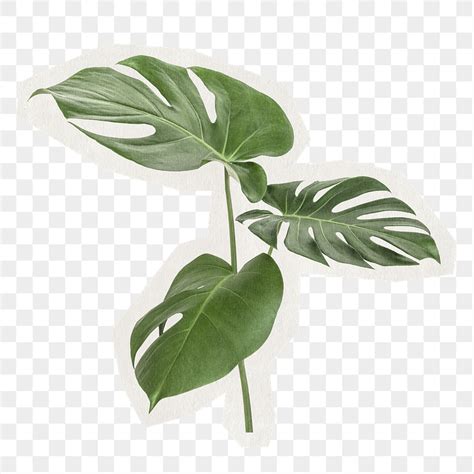 Monstera Png Images Free Photos Png Stickers Wallpapers