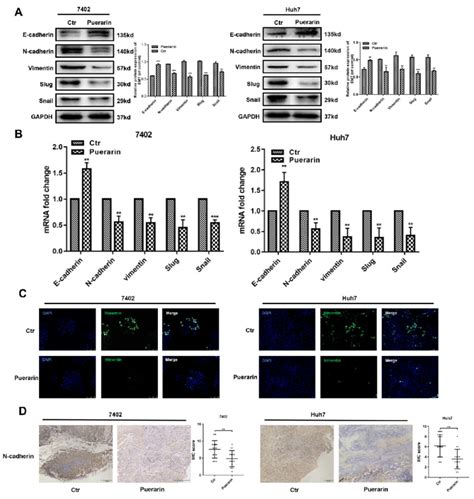 Effect Of Puerarin On Epithelial Mesenchymal Transition EMT Genes A