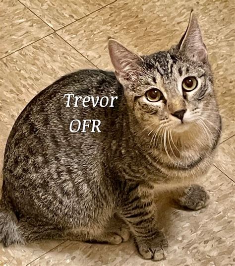 Cat For Adoption Trevor A Domestic Short Hair And American Bobtail Mix