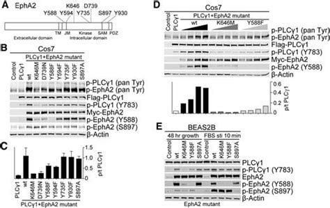 Phosphorylation Of Plcγ1 By Epha2 Receptor Tyrosine Kinase Promotes