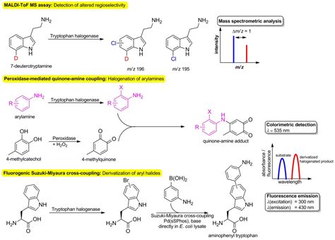 Enzymatic Halogenation A Timely Strategy For Regioselective Ch