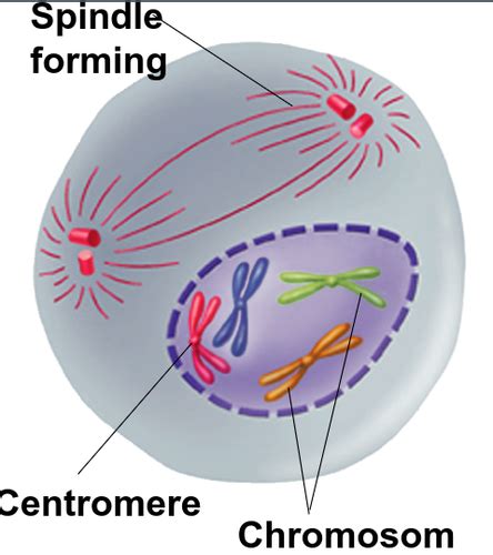 The Cell Cycle And Mitosis Flashcards Quizlet