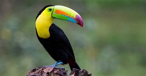 Toucan Behavior - AnimalBehaviorCorner