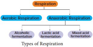 Types of Respiration