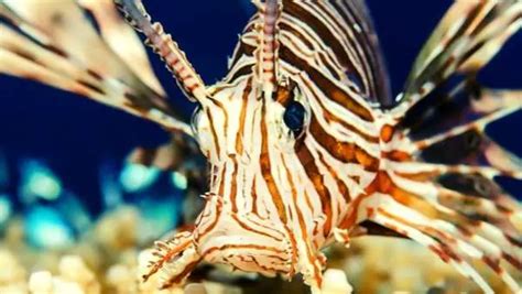 Lionfish Care Guide - Learn The Best Practices To Care For Your Lionfish