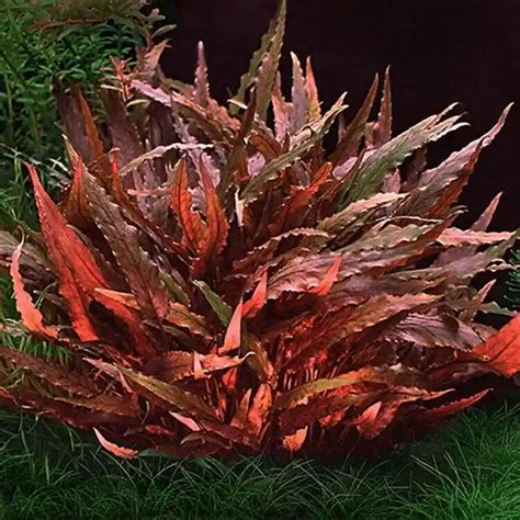 Cryptocoryne wendtii Red - Minipura Aqua