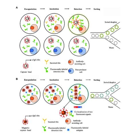 | Droplet-based microfluidics platforms for single cell antibodies ... 