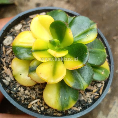 Sedeveria Plants For Sale Kaktus Id Source Quality Cactus