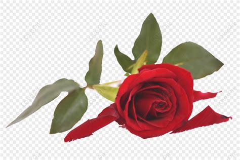 Red Rose Rose Transparent French Rose Burgundy Flowers Png Picture