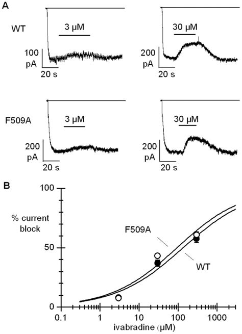 A Representative Traces Showing The Action Of Ivabradine 3 And 30 µm