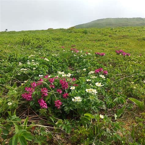 赤と白のお花畑💕 東焼石岳・焼石岳 クライムソラさんの焼石岳・兎森山・鷲ヶ森山の活動データ Yamap ヤマップ